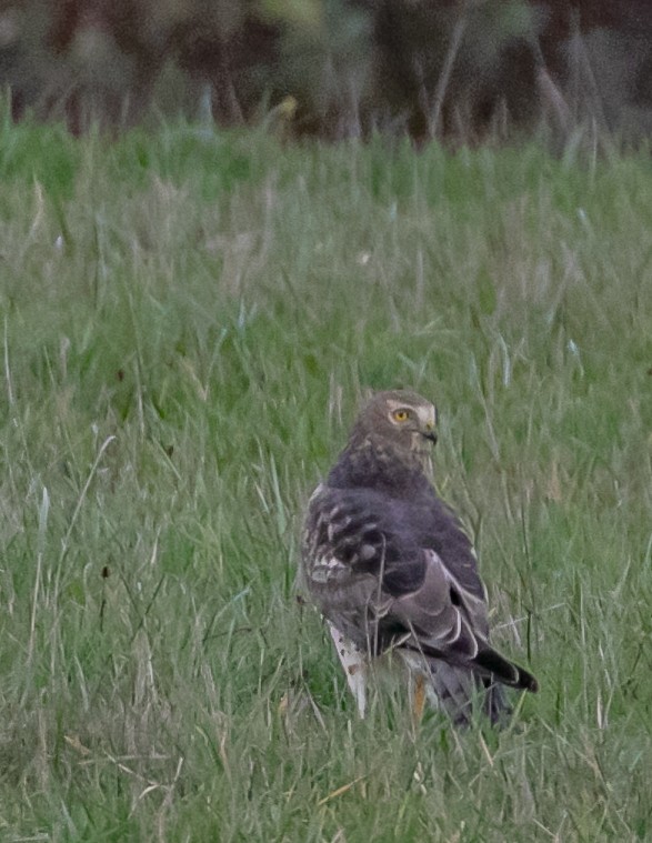 Northern Harrier - ML647668959