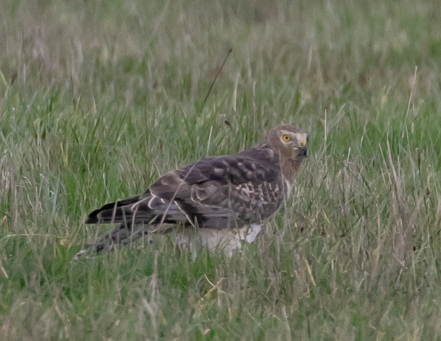 Northern Harrier - ML647668960