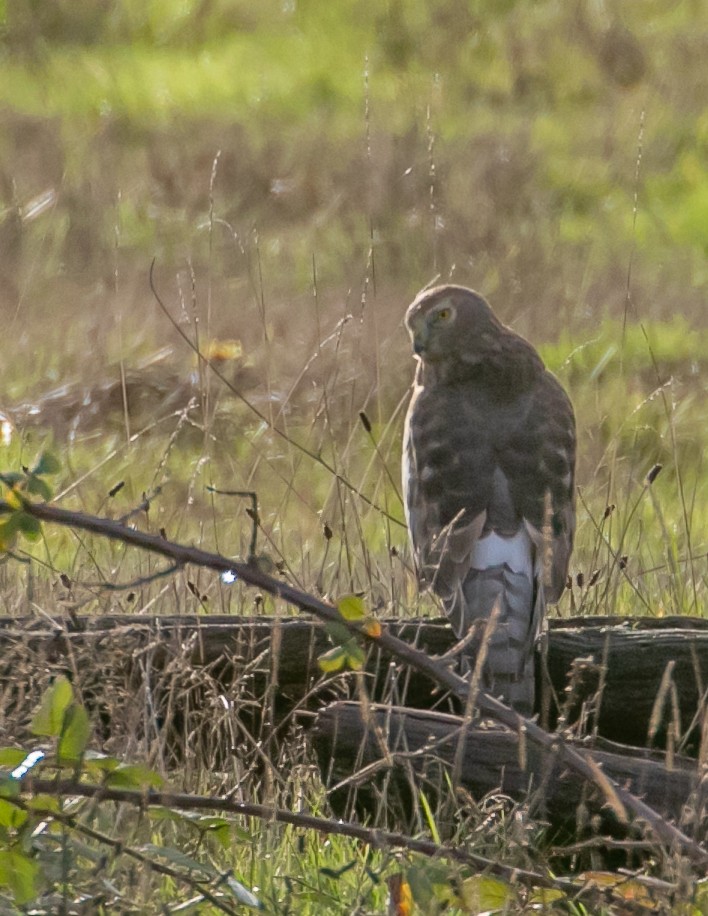 Northern Harrier - ML647668961