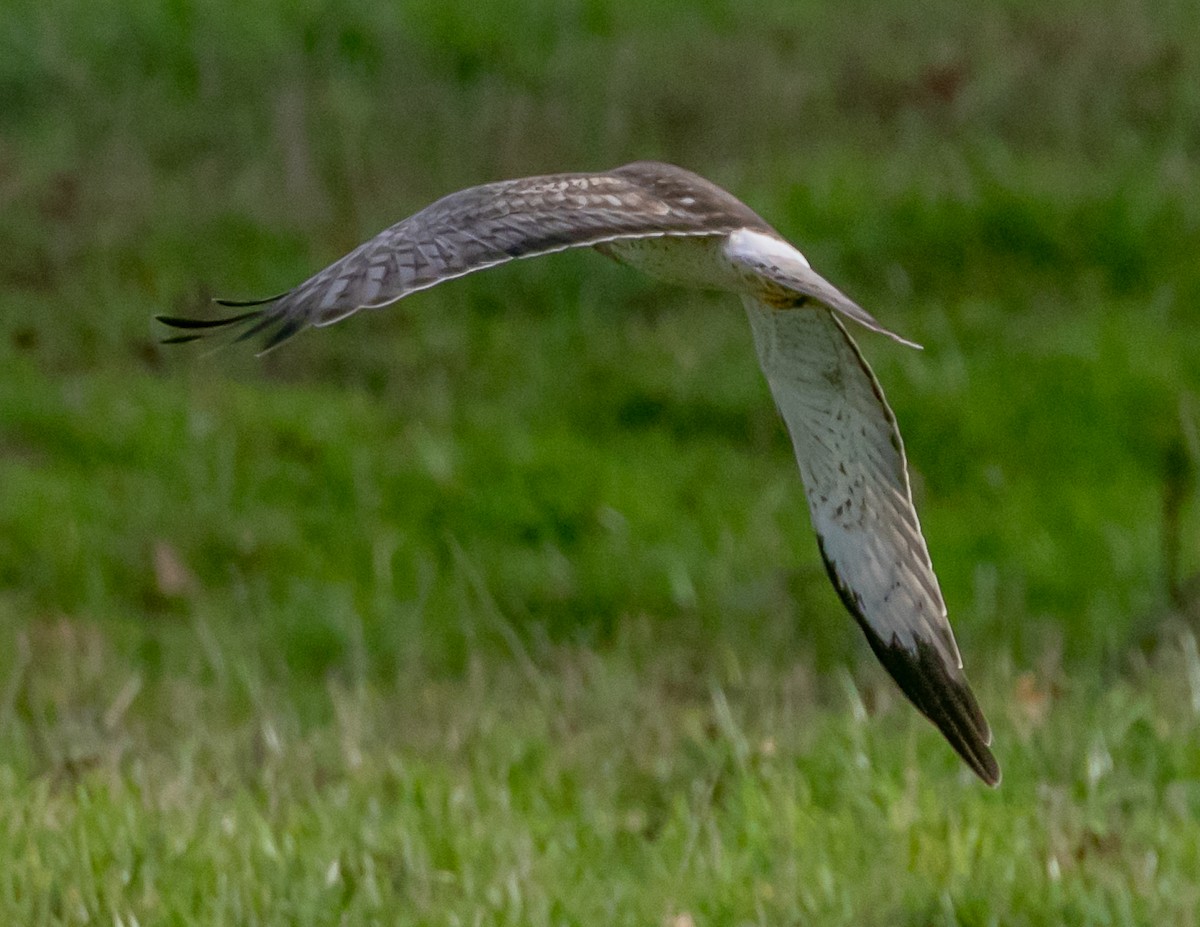 Northern Harrier - ML647668962