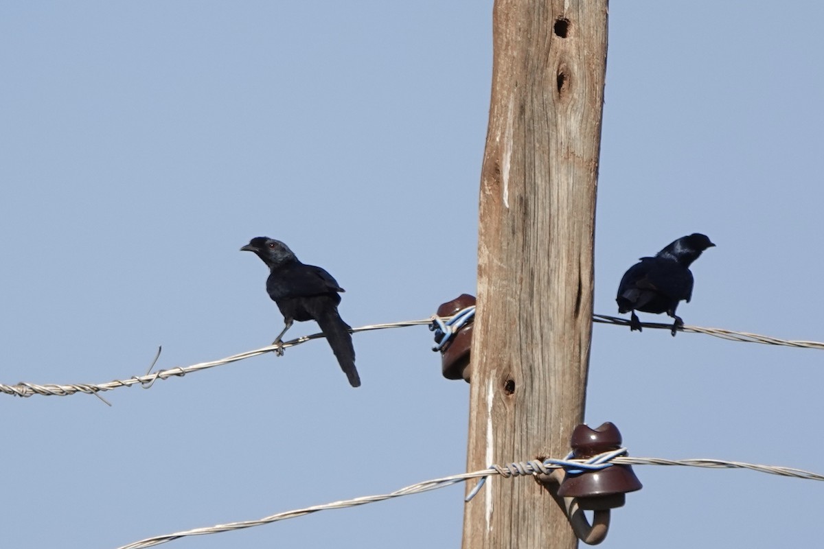 Bristle-crowned Starling - ML647668963