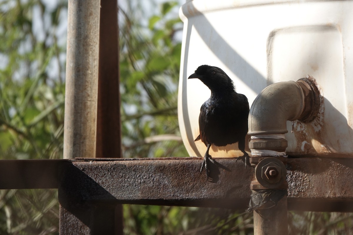 Bristle-crowned Starling - ML647668967