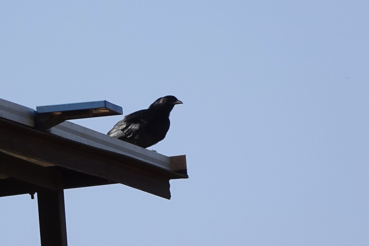 Bristle-crowned Starling - ML647668969