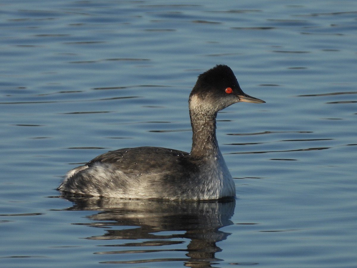 Grèbe à cou noir - ML647668984
