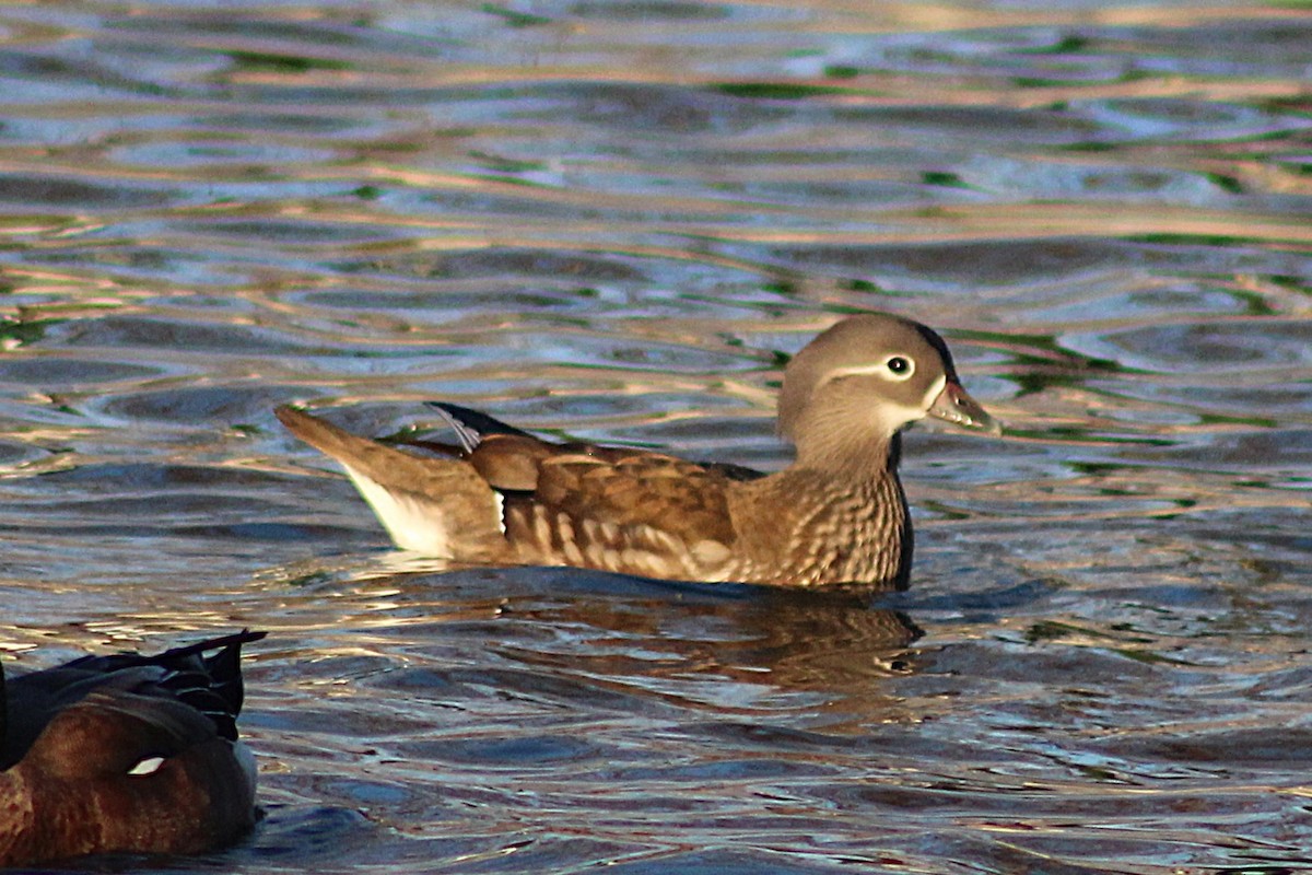 Мандаринка - ML647669019