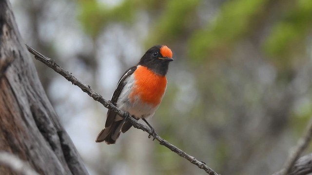 lejsčík rudočelý - ML647669045