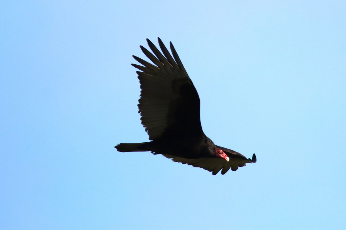 Turkey Vulture - ML647669103