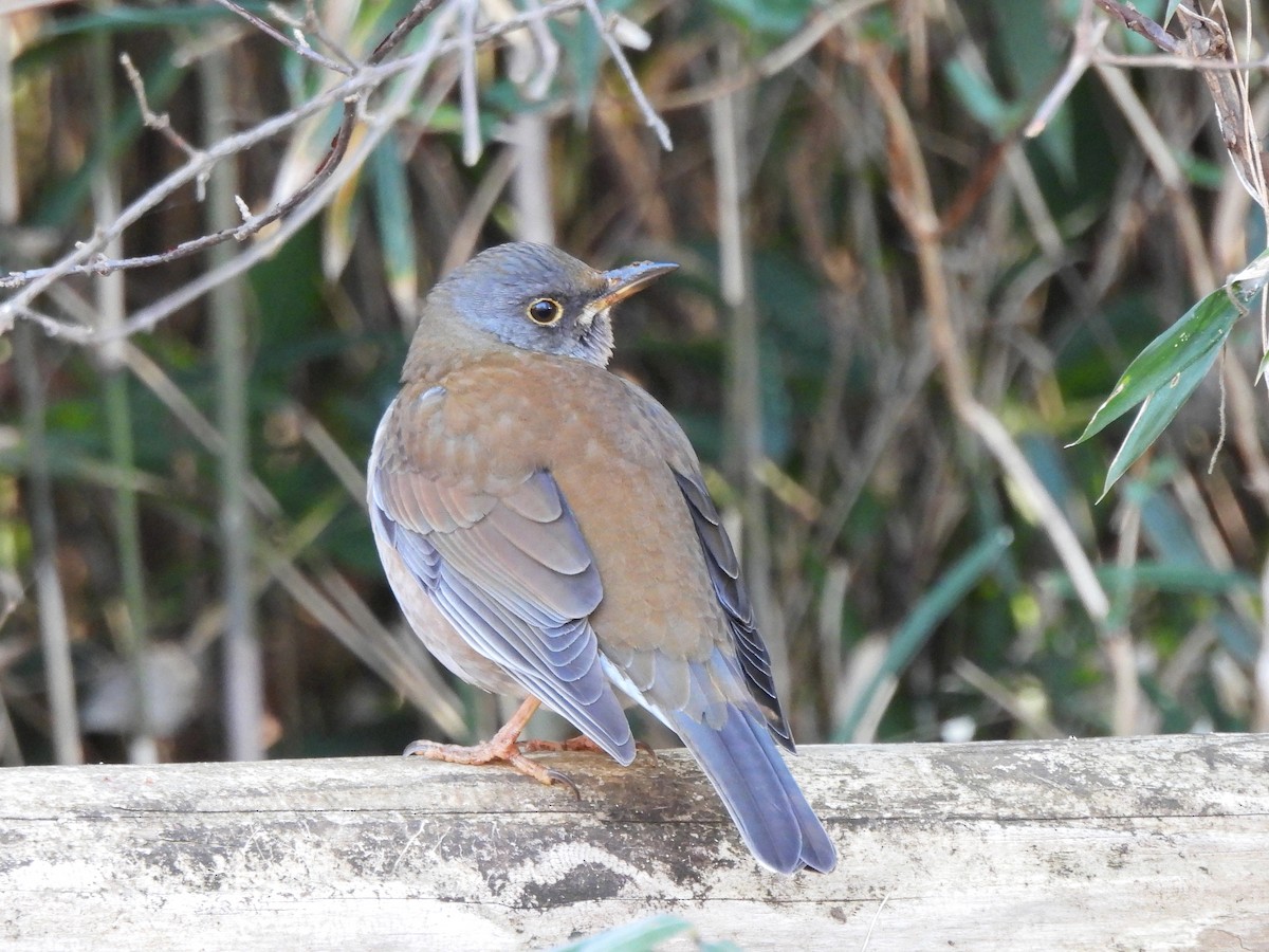 Pale Thrush - ML647669113