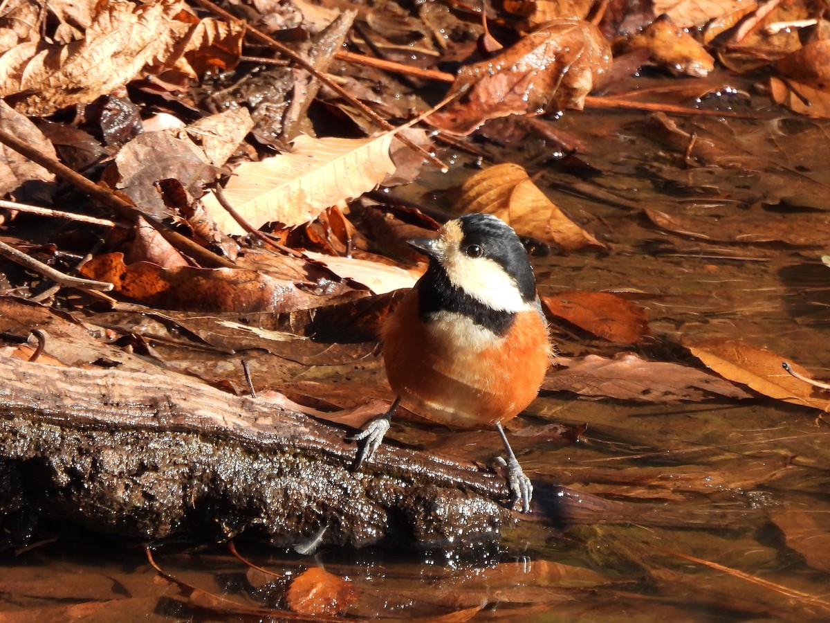 Varied Tit - ML647669121