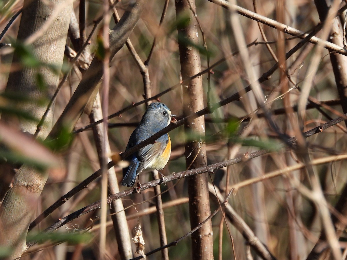 Red-flanked Bluetail - ML647669128