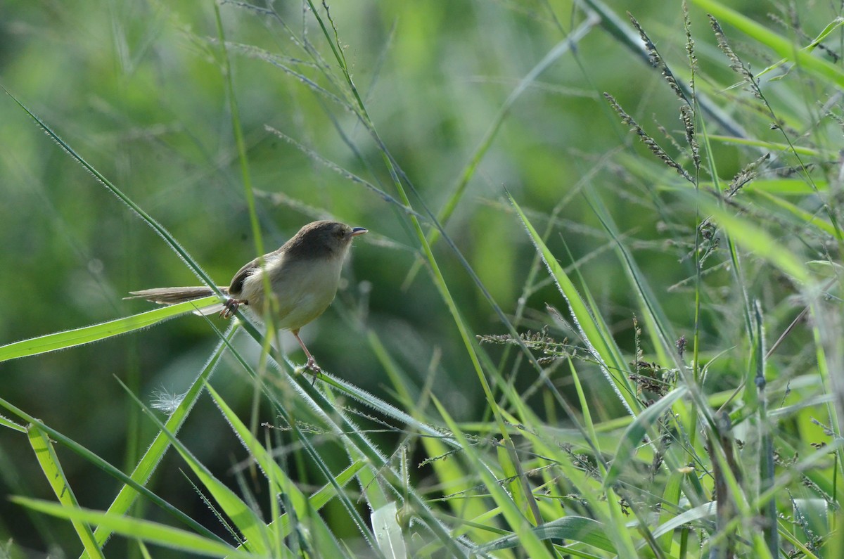 Prinia Sencilla - ML647669129