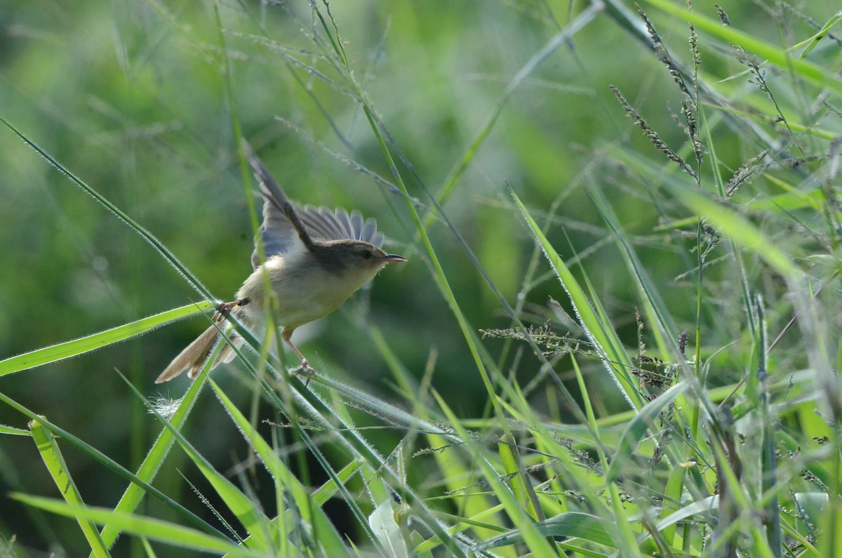 Prinia Sencilla - ML647669130