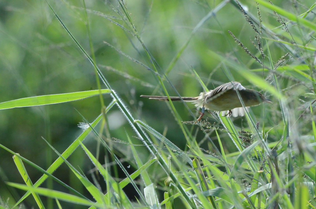 Prinia Sencilla - ML647669131