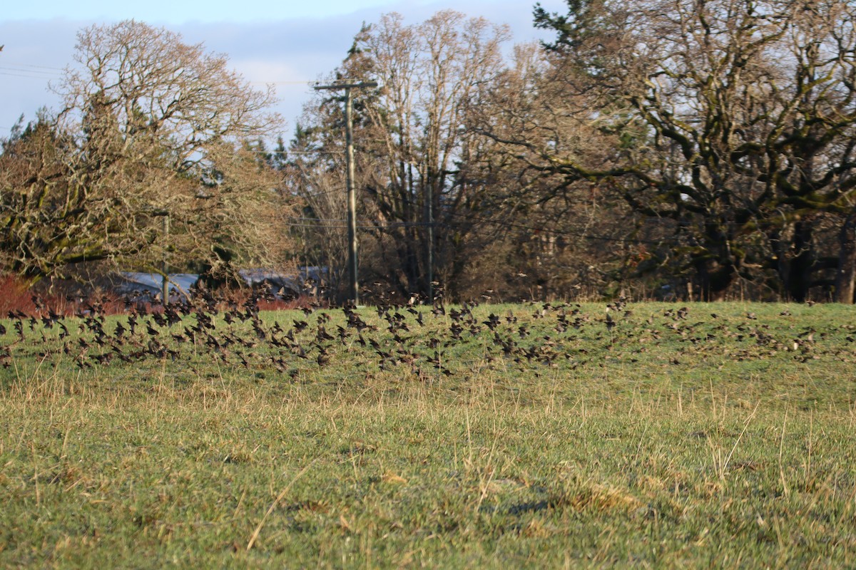 Estornino Pinto - ML647669132