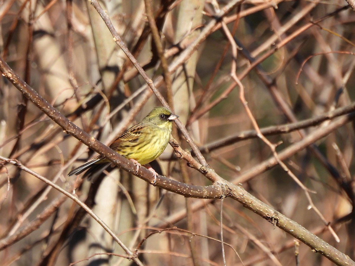 Escribano Enmascarado - ML647669133
