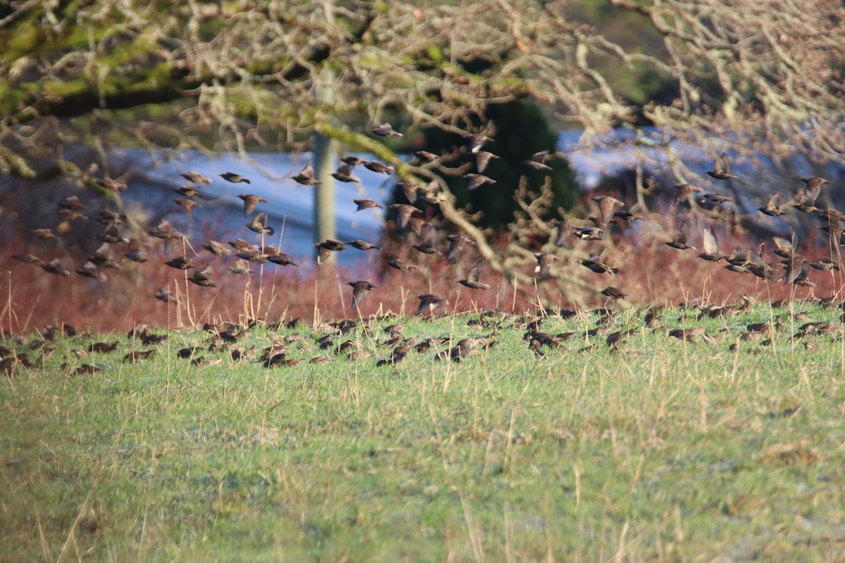 Estornino Pinto - ML647669134