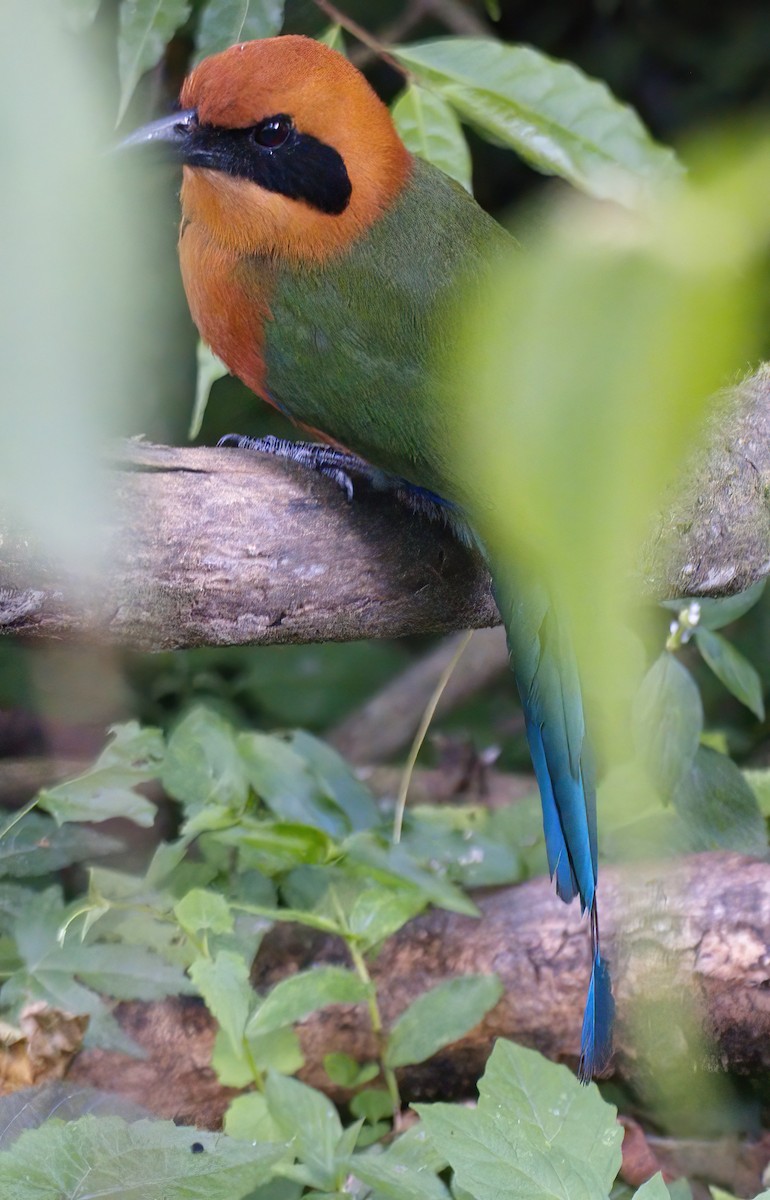 Momoto Yeruvá Occidental - ML647669135