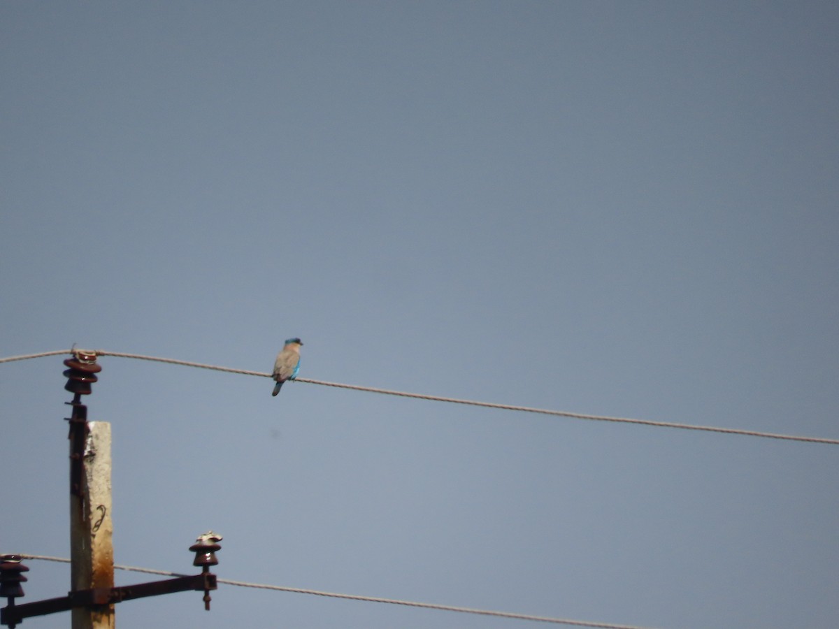 Carraca India - ML647669136