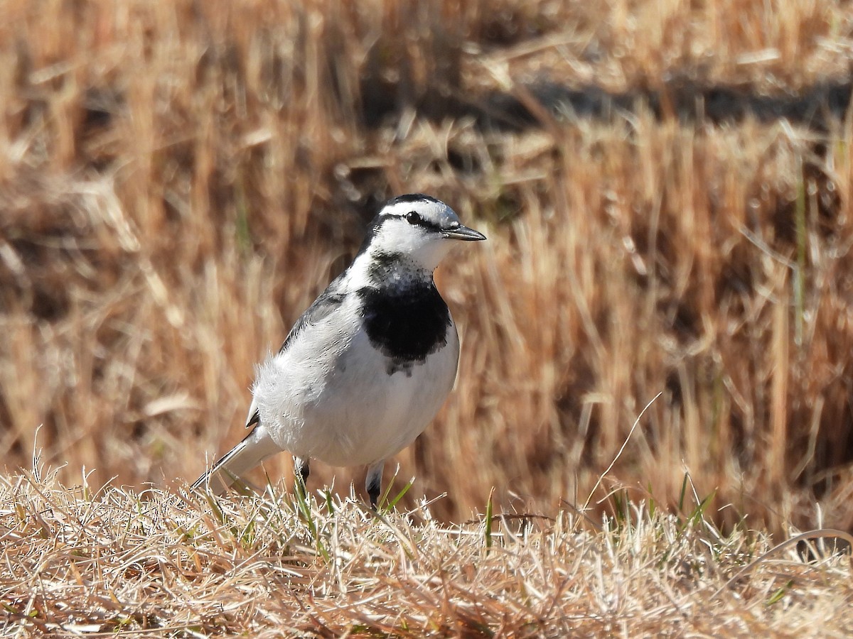 Lavandera Blanca - ML647669137