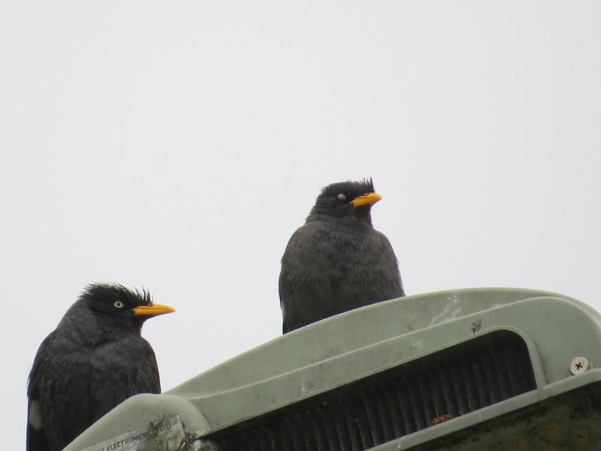 Miná de Java - ML647669138