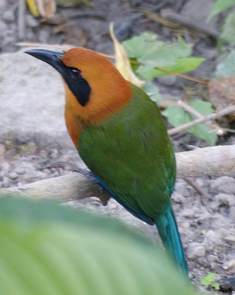 Momoto Yeruvá Occidental - ML647669139