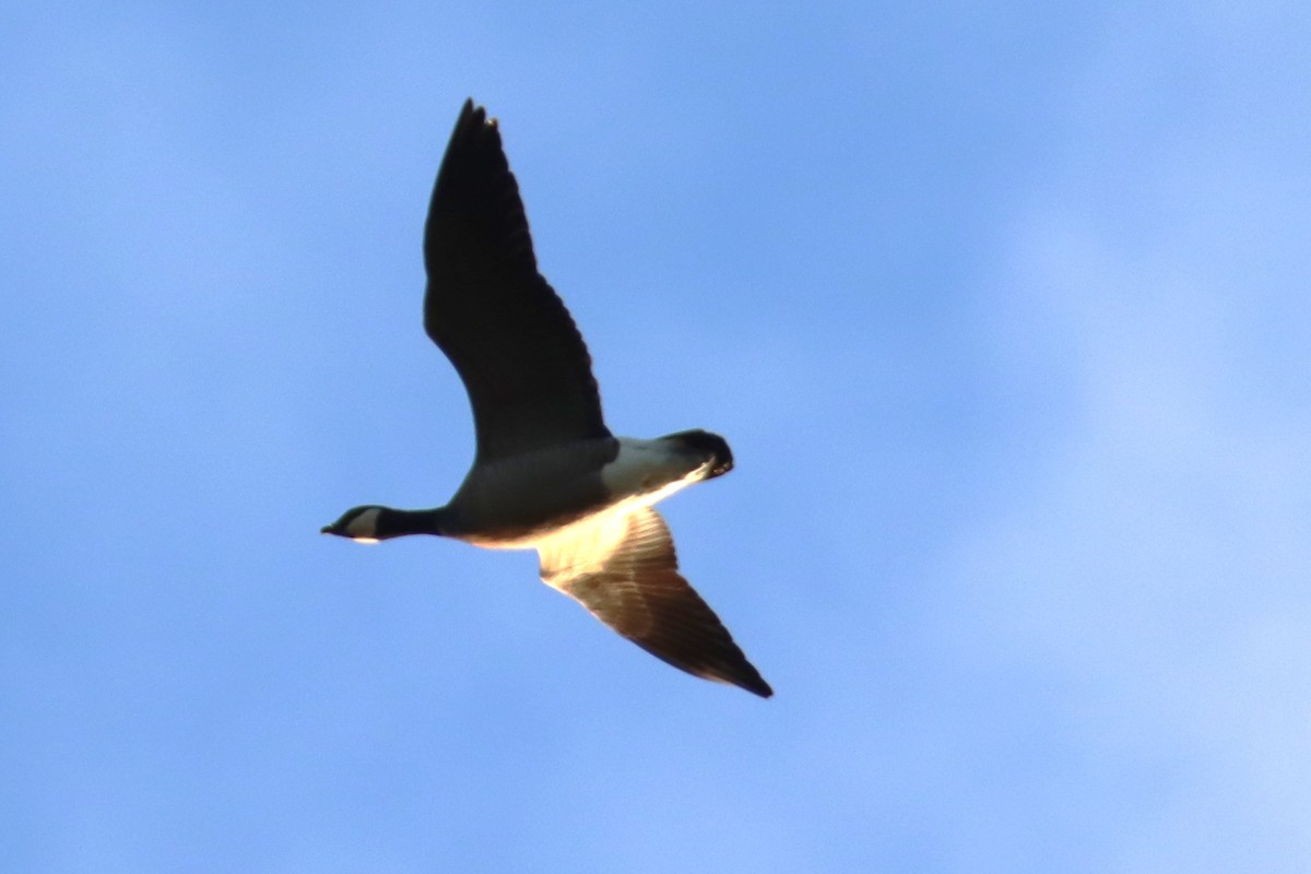 Barnacla Canadiense Chica - ML647669140