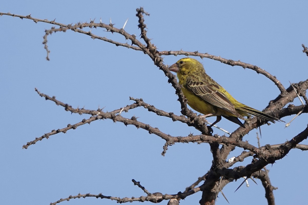 Serín Piquigordo Norteño - ML647669141