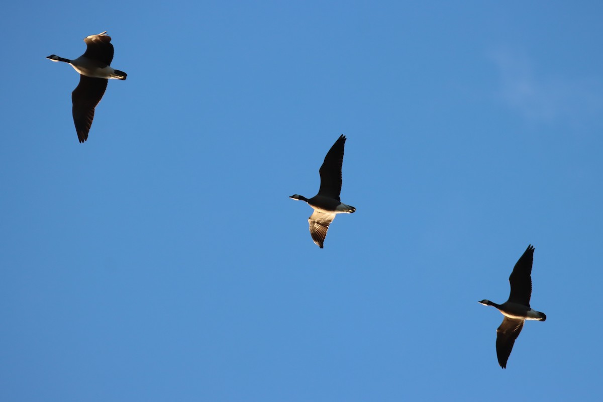 Barnacla Canadiense Chica - ML647669142