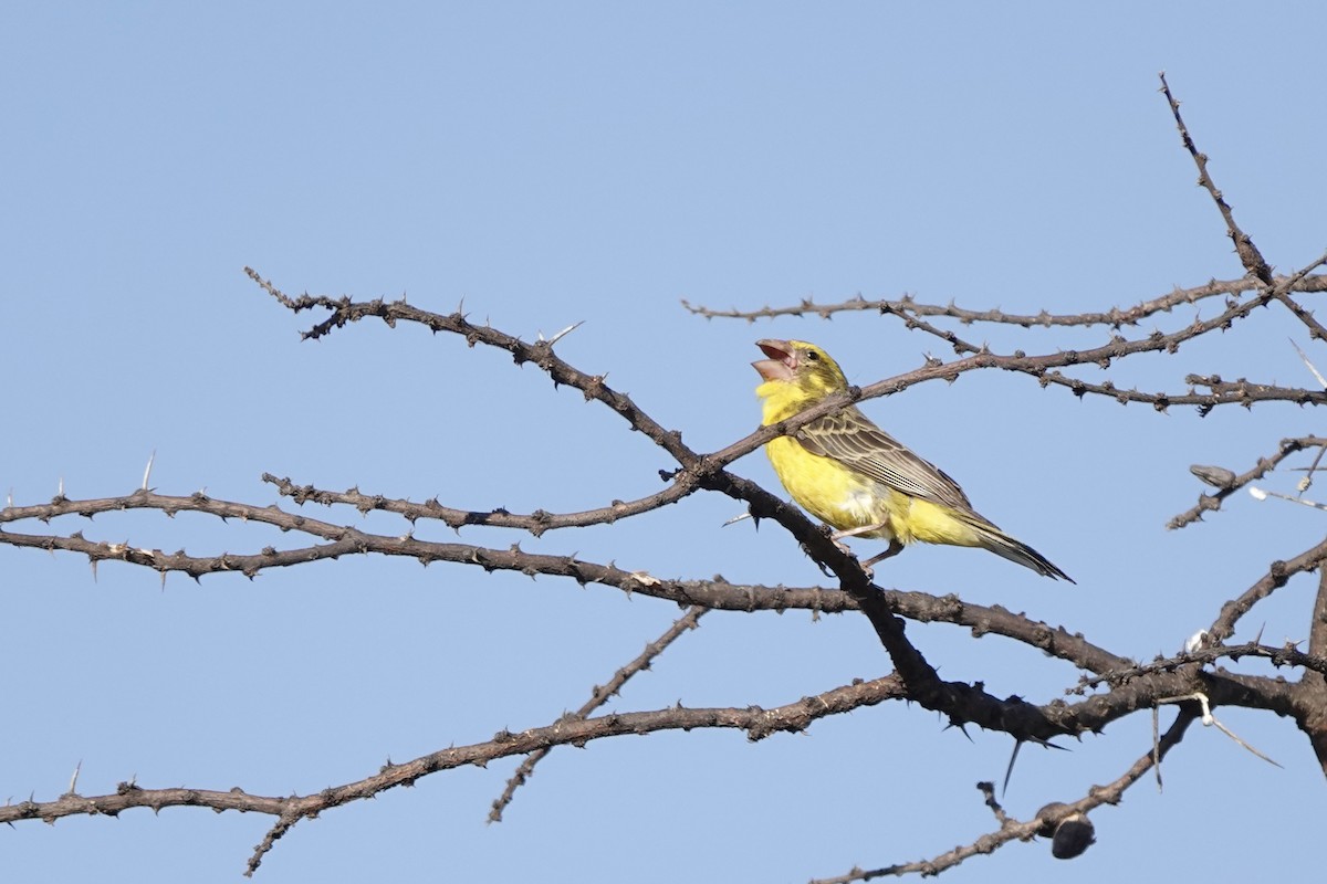 Serín Piquigordo Norteño - ML647669145