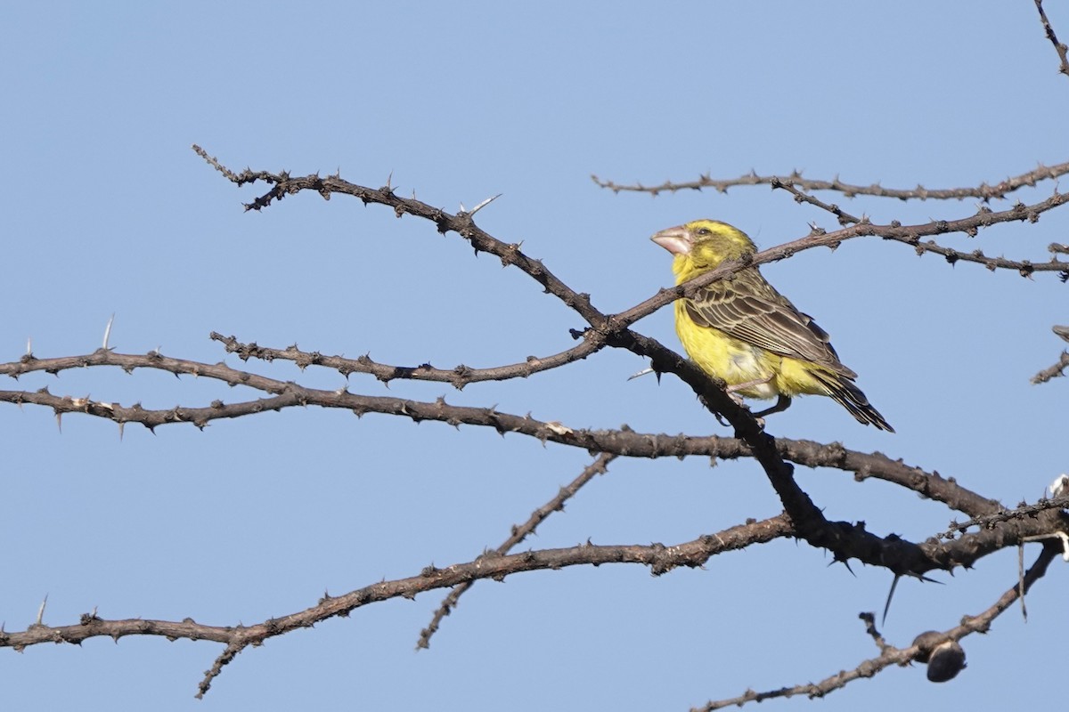 Serín Piquigordo Norteño - ML647669146