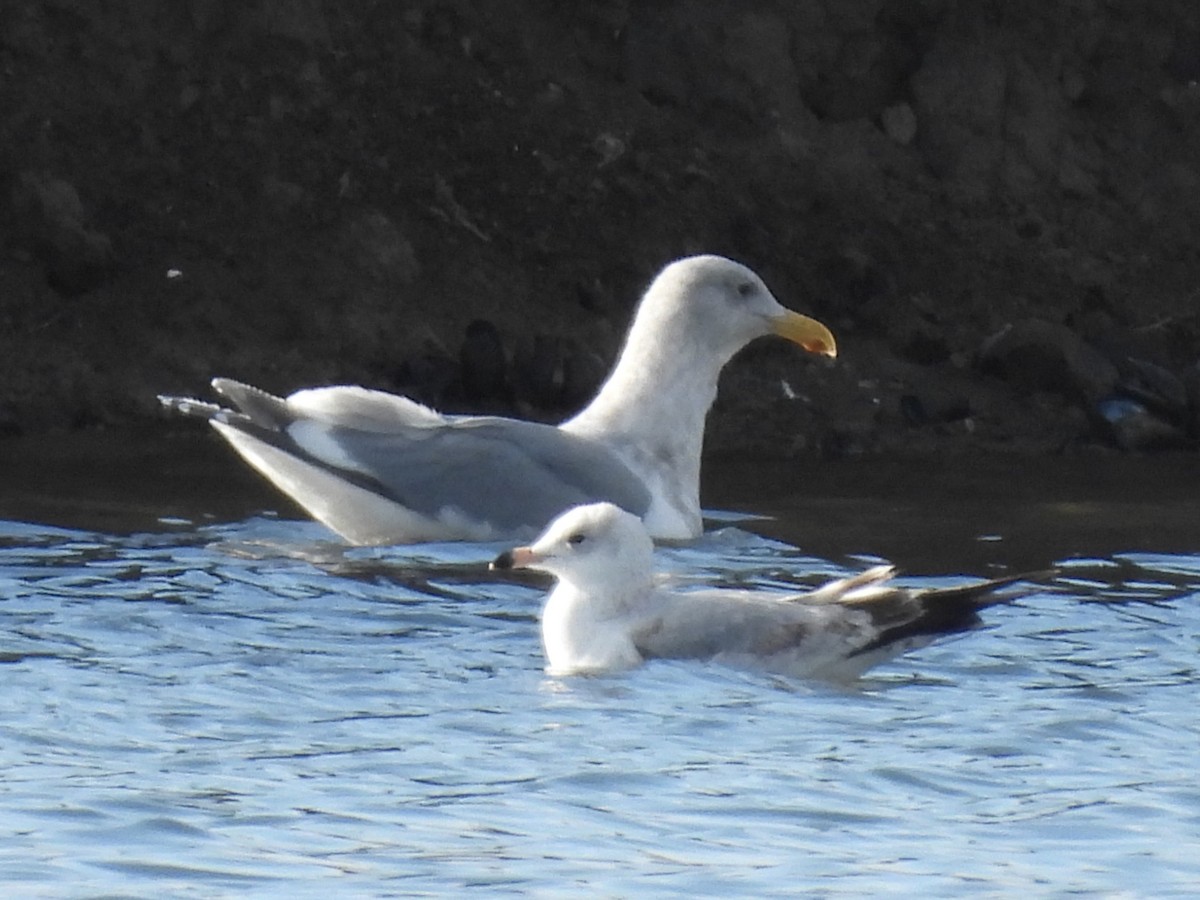 Gaviota de Bering - ML647669147