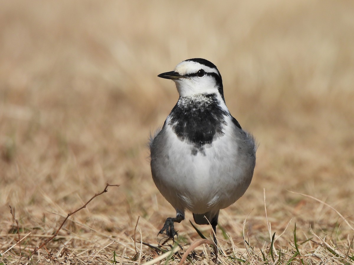 Lavandera Blanca - ML647669148