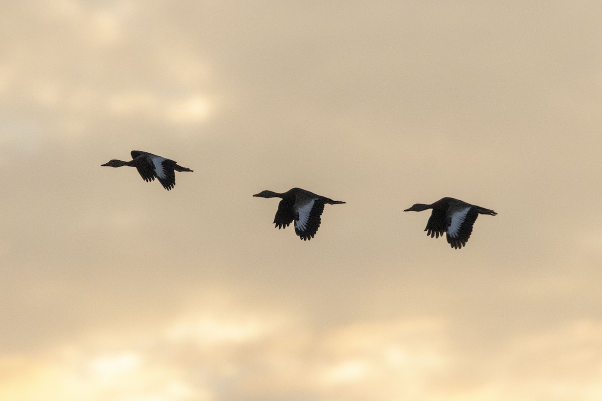 Suirirí Piquirrojo - ML647669149