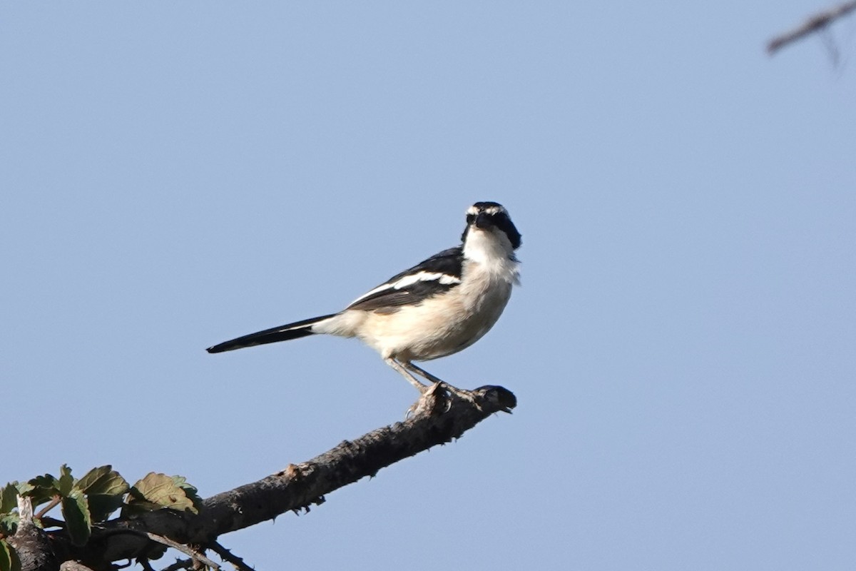 Bubú Nuquirrojo - ML647669150