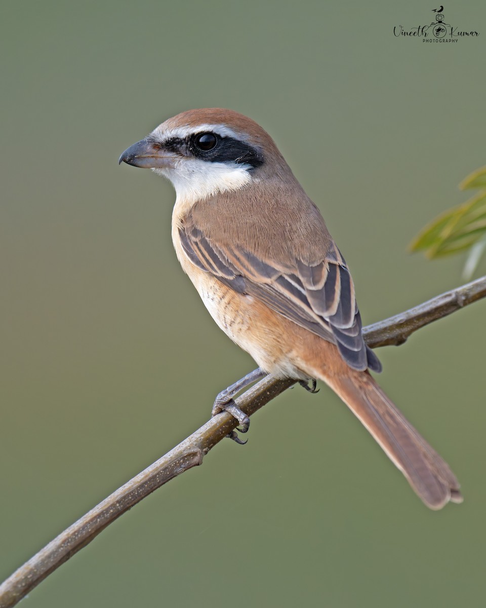 Alcaudón Pardo - ML647669152