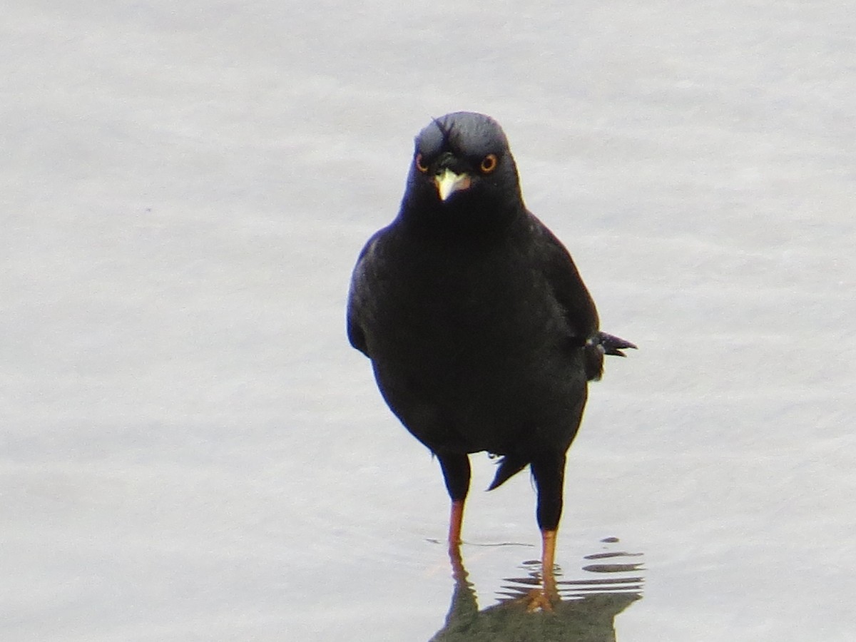 Miná Crestado - ML647669154