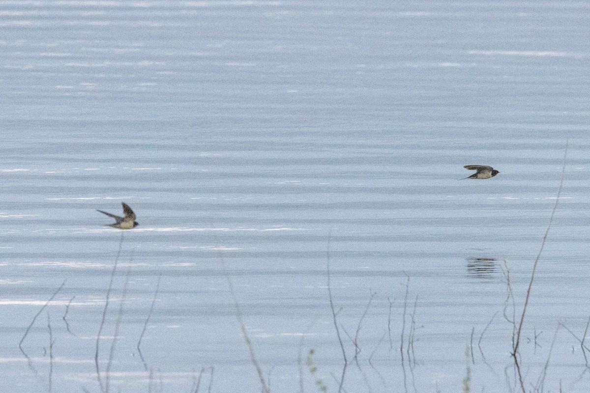 Golondrina Común - ML647669155