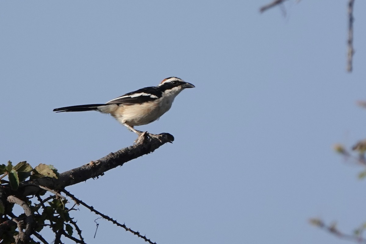 Bubú Nuquirrojo - ML647669156