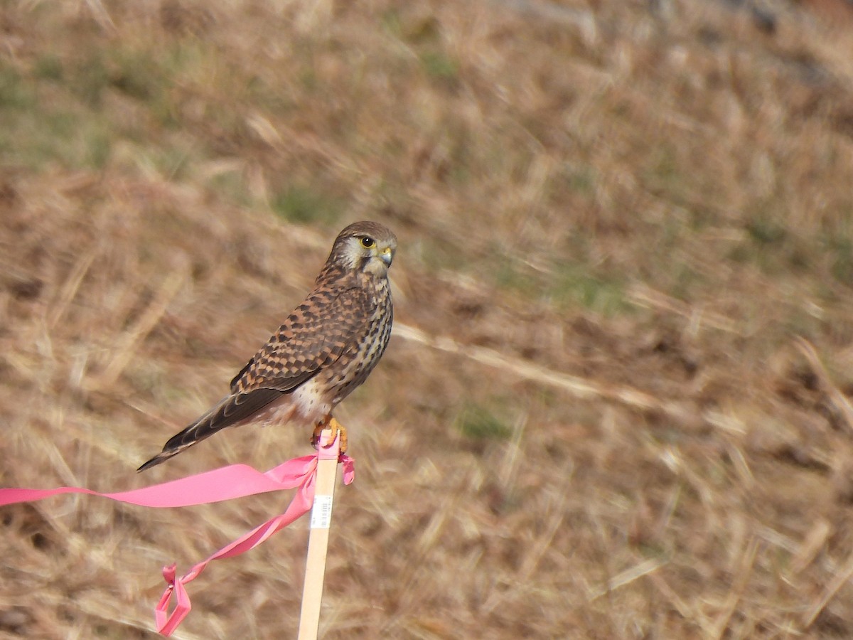 Cernícalo Vulgar - ML647669160