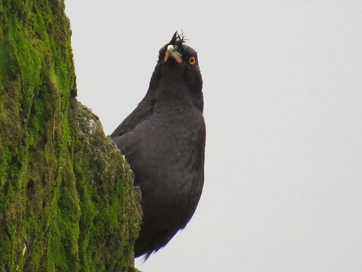 Miná Crestado - ML647669162