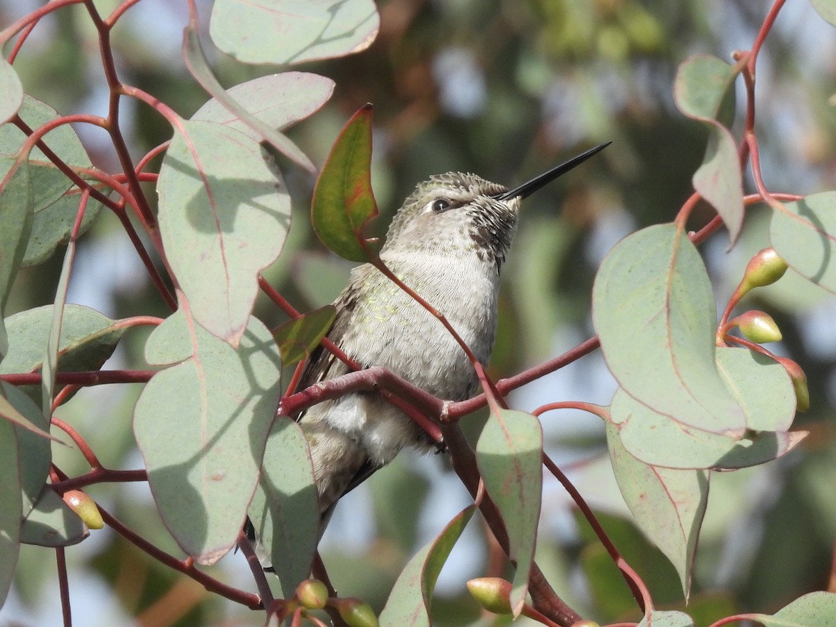 Colibrí de Anna - ML647669163