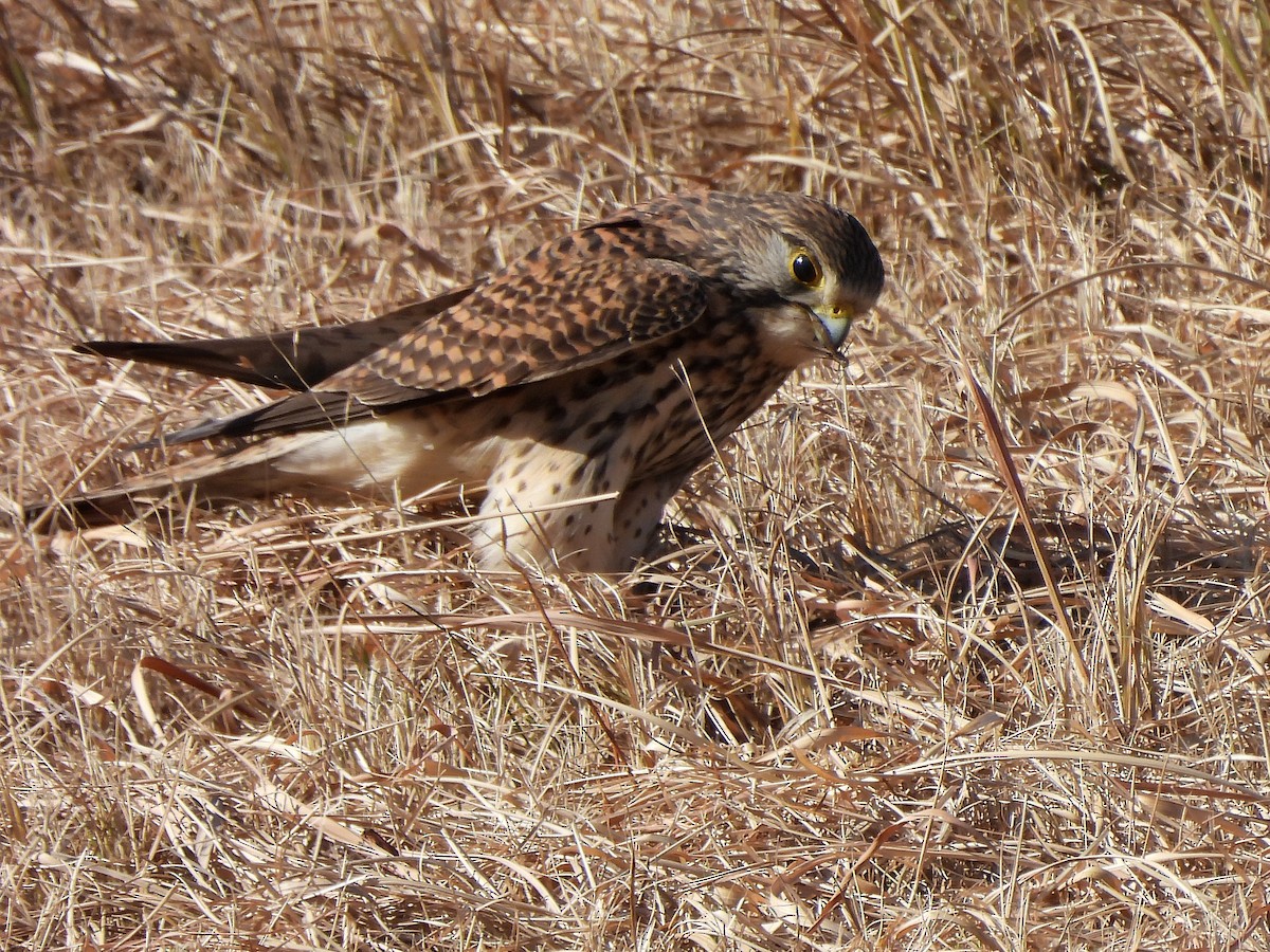 Eurasian Kestrel - ML647669175