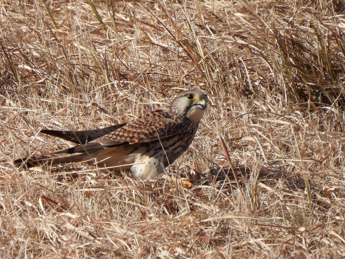 Eurasian Kestrel - ML647669183