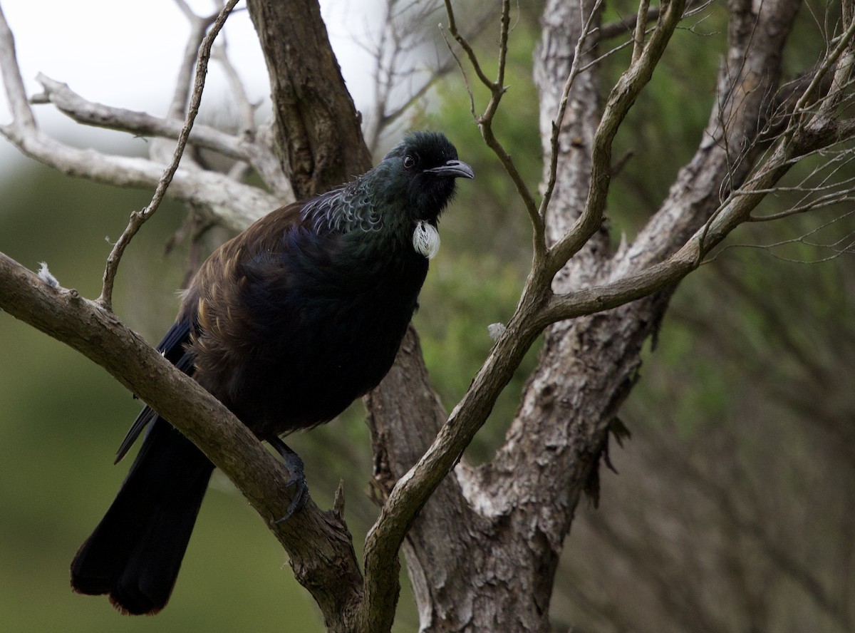 Пое - ML647669184