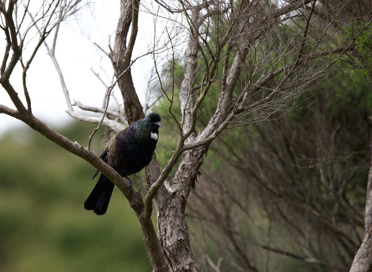 Пое - ML647669185