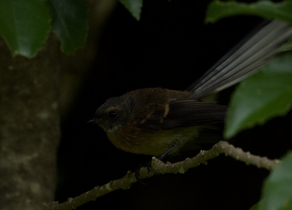 Віялохвістка новозеландська - ML647669188