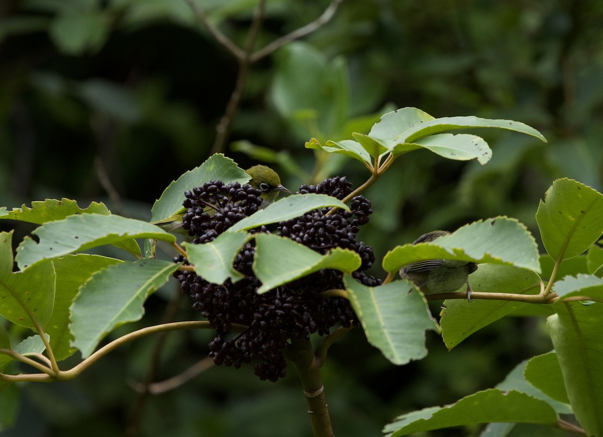 Окулярник сивоспинний - ML647669200