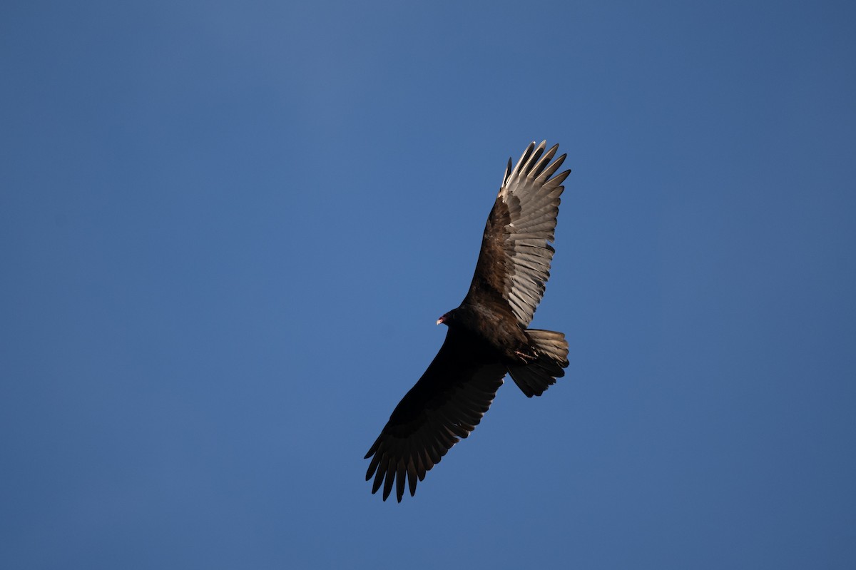 Turkey Vulture - ML647669217