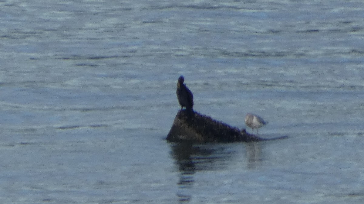 Double-crested Cormorant - ML647669229