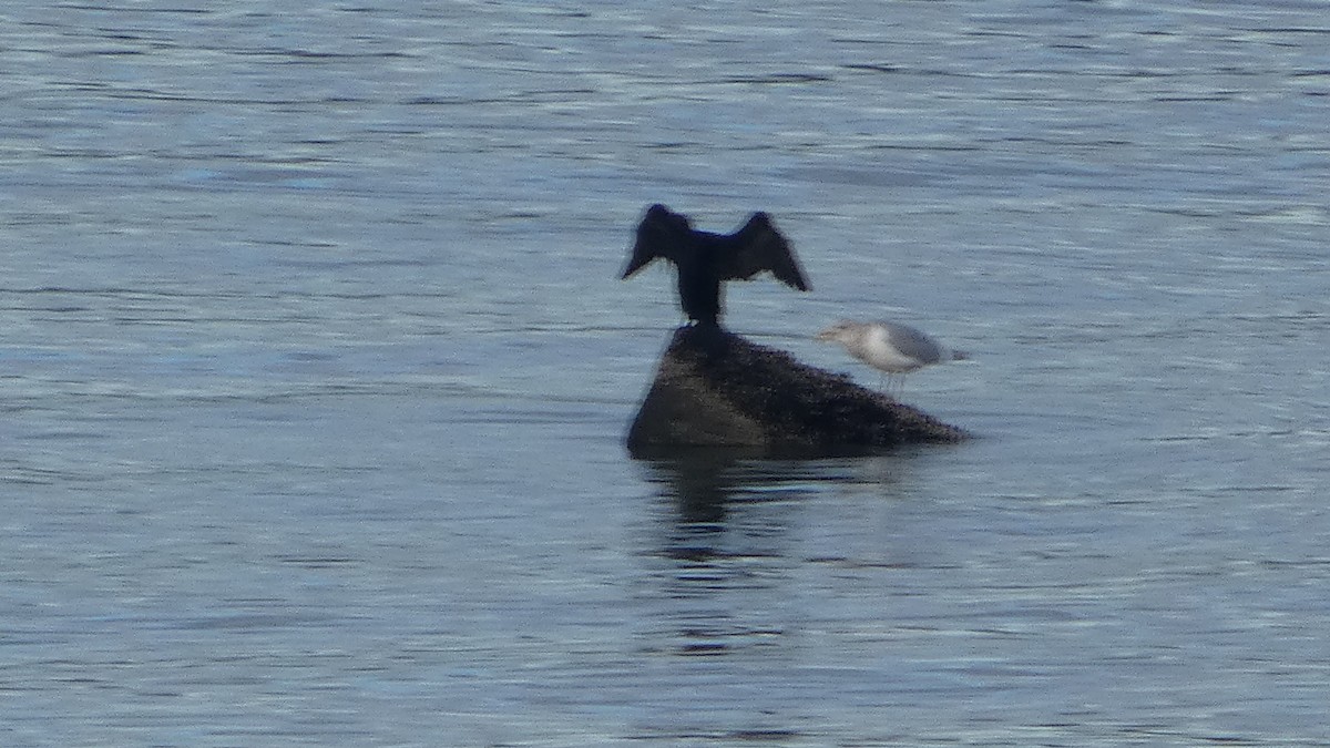 Double-crested Cormorant - ML647669230